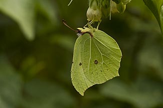 Brimstone