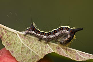 Grey Dagger caterpillar