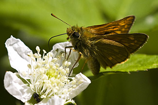 Large Skipper