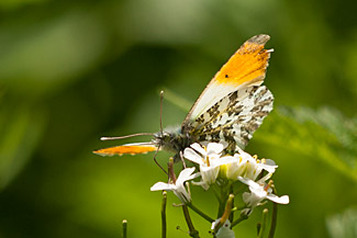 Orange Tip