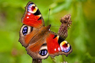 Peacock