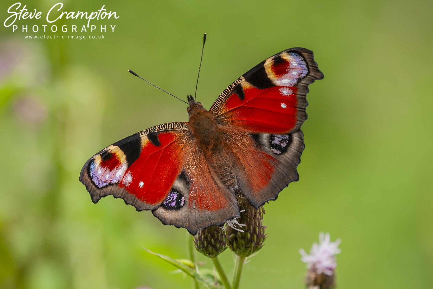 Peacock butterfly