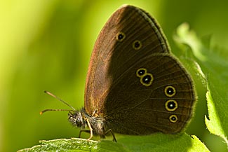 Ringlet