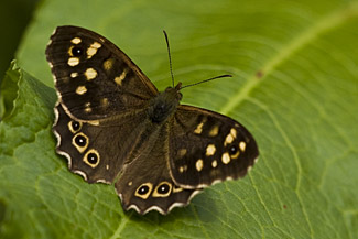 Speckled Wood