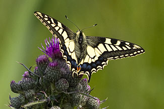 Swallowtail